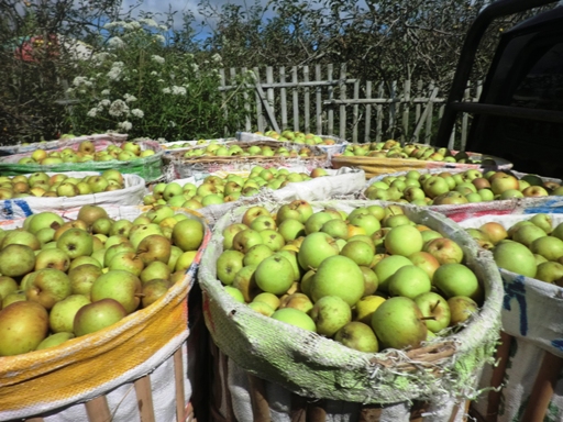 Hasil panen buah apel
