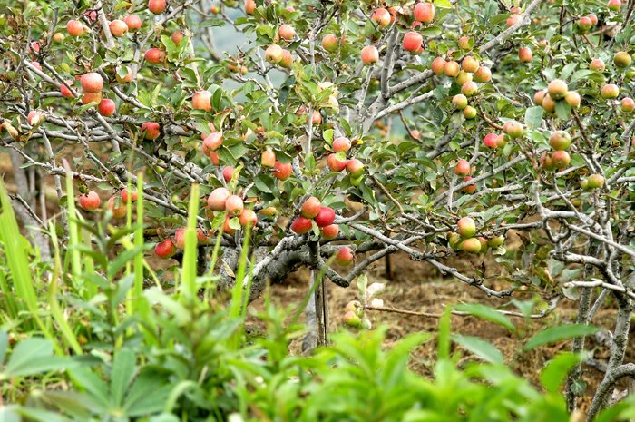 Kebun Apel Malang Raya