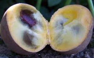 Buah Kepel - Kabarimbo.com