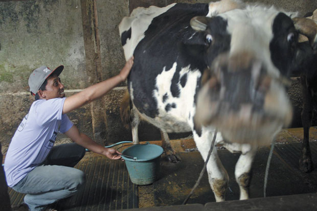Sapi perah Pujon sekarang | Foto: Sindo