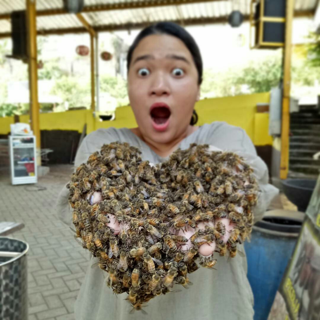 Tak perlu takut untuk karena lebah-lebah ini aman untuk di ajak berfoto ria via instagram cathysilaen