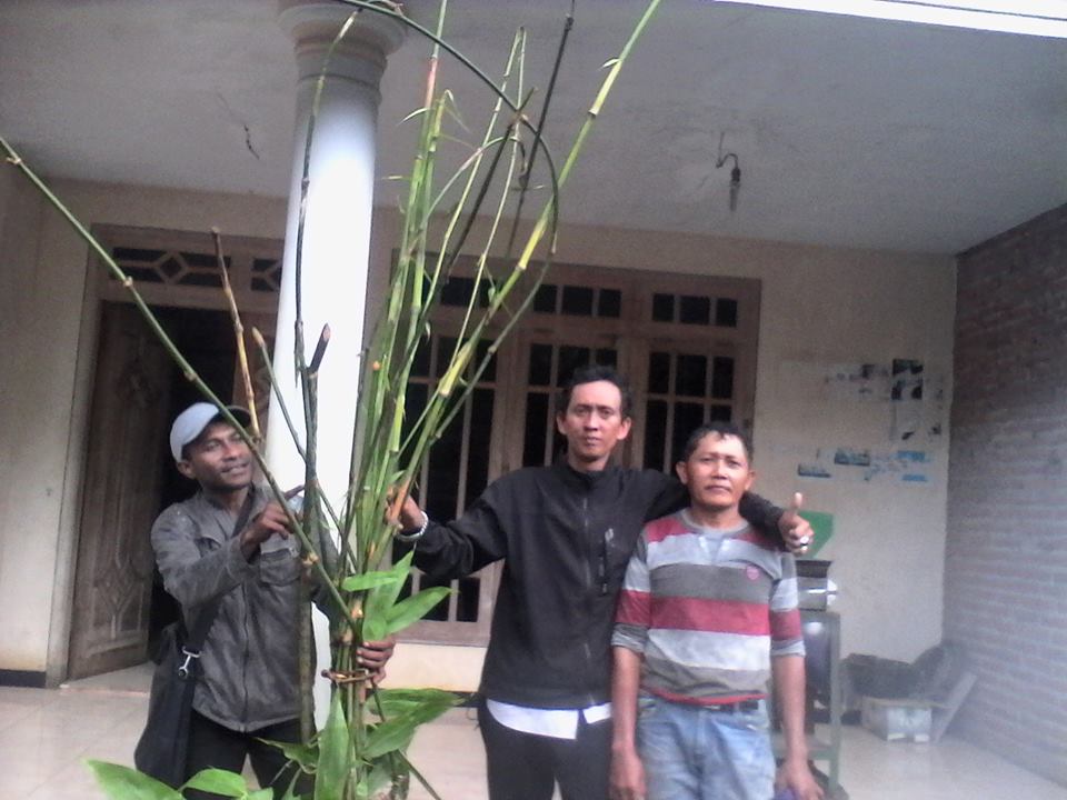 pring embong 1