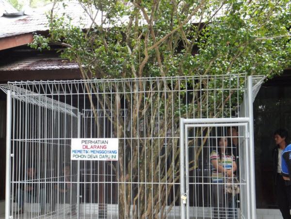 Pohon Dewandaru di Gunung Kawi