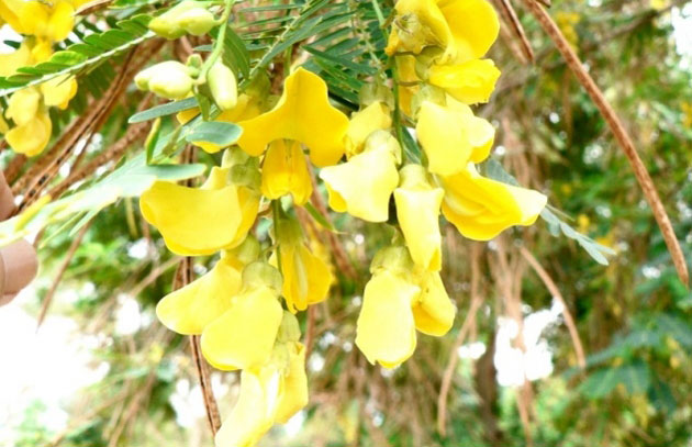 Pohon Jenti atau Jayanti yang merupakan famili dari Pohon Turi menjadi nama Desa Kuno Janti.