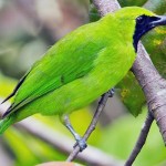Maskot fauna Kabupaten Malang, Burung Cucak Hijau - burunggacor