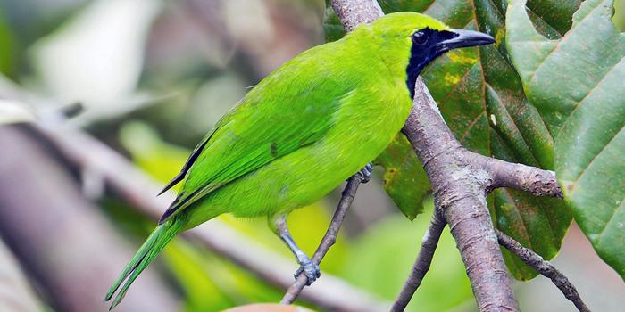 Maskot fauna Kabupaten Malang, Burung Cucak Hijau - burunggacor