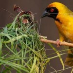 Maskot fauna Kota Malang, Burung Manyar - Majalahkicau