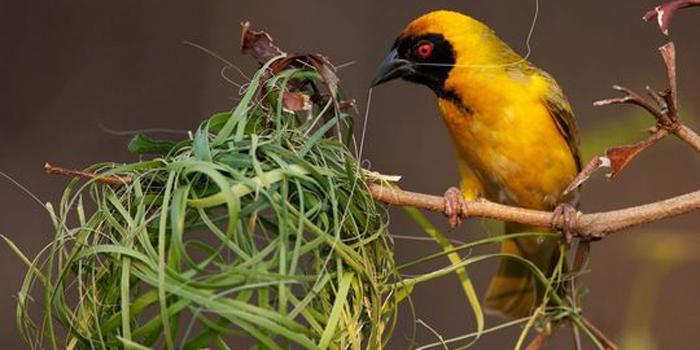 Maskot fauna Kota Malang, Burung Manyar - Majalahkicau