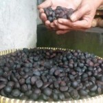 Kopi Biji Salak - Tribunnews