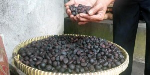 Kopi Biji Salak - Tribunnews