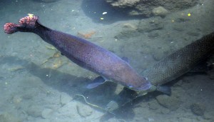 Ikan buaya & ikan arapaima | Foto: Twitter Ellysugab