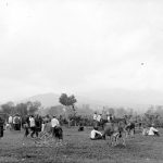 Pasar ternak dekat Pujon| tropenmeuseum