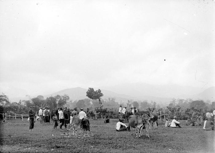 Pasar ternak dekat Pujon| tropenmeuseum