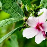 Tanaman Pulutan (C) Kebunbibit.id