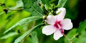 Tanaman Pulutan (C) Kebunbibit.id