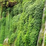 Sumber Songo Ngantang (C) Sanjainmexiko