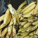 Kebun pisang candi mendominasi wilayah Kelurahan Pisangcandi pada zaman dahulu (C) jenis-jenispisang.blogspot.com