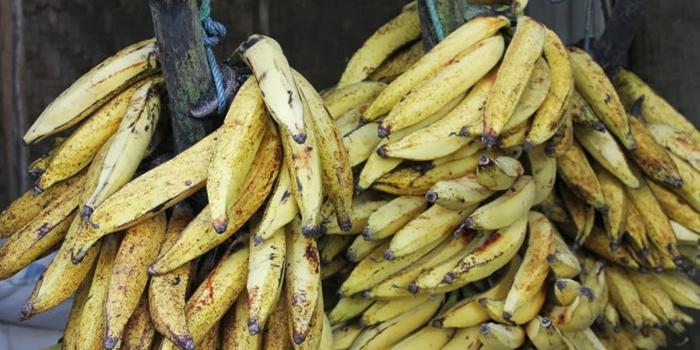 Kebun pisang candi mendominasi wilayah Kelurahan Pisangcandi pada zaman dahulu (C) jenis-jenispisang.blogspot.com