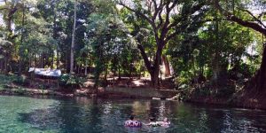 Legenda Tentang Pohon Tua di Sumber Taman (C) MERDEKA.COM