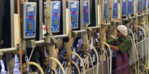 Simbiosis PT Greenfields Indonesia dan Warga Ngajum