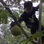 Kecamatan Wagir Punya Wisata Kebun Durian