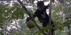 Kecamatan Wagir Punya Wisata Kebun Durian