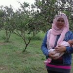 Mengenal Wisata Kampung Jeruk di Kepanjen