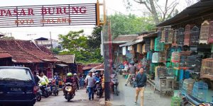 Intip Koleksi Pasar Burung Splendid (C) JAVAINDONESIA