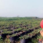 Desa Pandanrejo Punya Wisata Petik Stroberi (C) WISATA DESA PANDANREJO