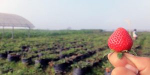 Desa Pandanrejo Punya Wisata Petik Stroberi (C) WISATA DESA PANDANREJO