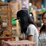 Tips Berbelanja di Pasar Burung Splendid (C) MALANGONLINE