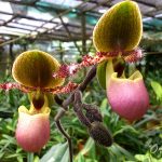 Anggrek Selop yang dibudidayakan