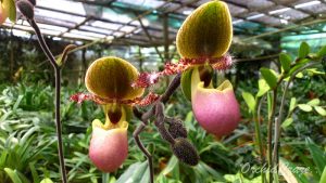 Anggrek Selop yang dibudidayakan