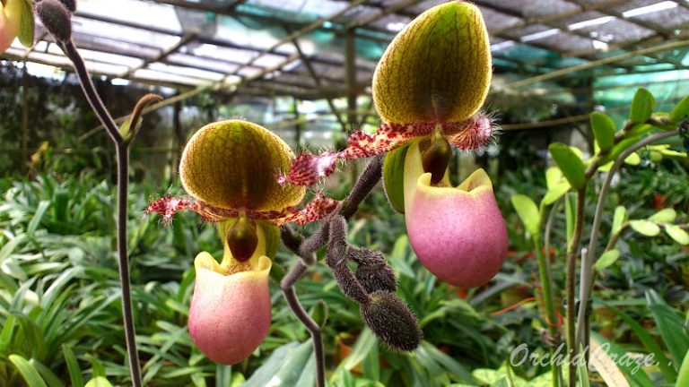 Anggrek Selop yang dibudidayakan