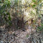 Hutan Bambu di Sumur Pitu di Pantai Balekambang (C) KOMPASIANA