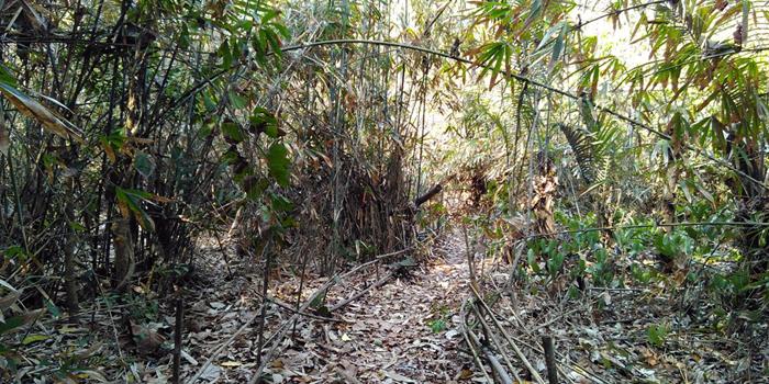 Hutan Bambu di Sumur Pitu di Pantai Balekambang (C) KOMPASIANA