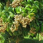 Nikmatnya Wisata Petik Kelengkeng di Poncokusumo (C) JUALBENIHMURAH