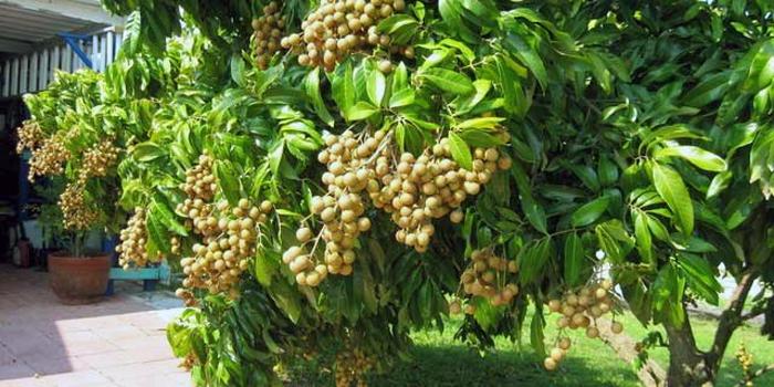 Nikmatnya Wisata Petik Kelengkeng di Poncokusumo (C) JUALBENIHMURAH