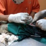 Daftar Dokter Hewan yang Ada di Malang (C) ILMUPADI