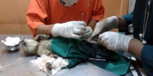 Daftar Dokter Hewan yang Ada di Malang (C) ILMUPADI