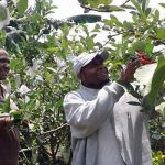 Wisata Petik Jambu Kristal yang Tak Kenal Musim (C) TIMES