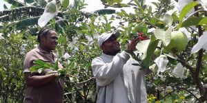 Wisata Petik Jambu Kristal yang Tak Kenal Musim (C) TIMES