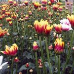 Ada Agrowisata Bunga Krisan di Poncokusumo (C) PANDUANWISATA