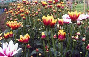 Ada Agrowisata Bunga Krisan di Poncokusumo (C) PANDUANWISATA