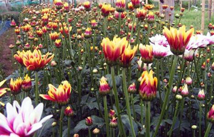 Ada Agrowisata Bunga Krisan di Poncokusumo (C) PANDUANWISATA