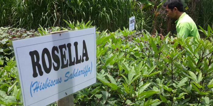 Kota Malang Punya Kampung Herbal di Buring (C) KOMPAS