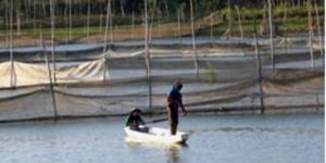 Warga Kalipare Galakkan Budidaya Keramba Ikan (C) KALIPARE