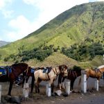 Kumpulan kuda yang ada di Bromo siap mengantarkan Anda (Foto: http://lakhsmiwulandari.deviantart.com/)