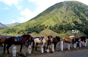 Kumpulan kuda yang ada di Bromo siap mengantarkan Anda (Foto: http://lakhsmiwulandari.deviantart.com/)