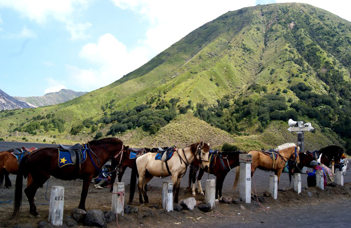 Kumpulan kuda yang ada di Bromo siap mengantarkan Anda (Foto: http://lakhsmiwulandari.deviantart.com/)